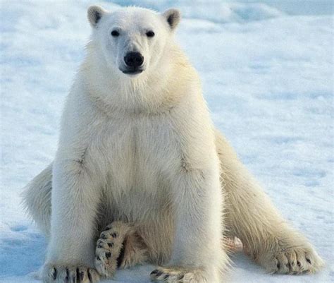 que cache l'ours polaire|que mange l'ours polaire.